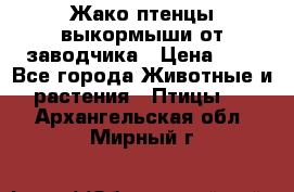 Жако птенцы выкормыши от заводчика › Цена ­ 1 - Все города Животные и растения » Птицы   . Архангельская обл.,Мирный г.